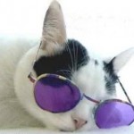 coolcat